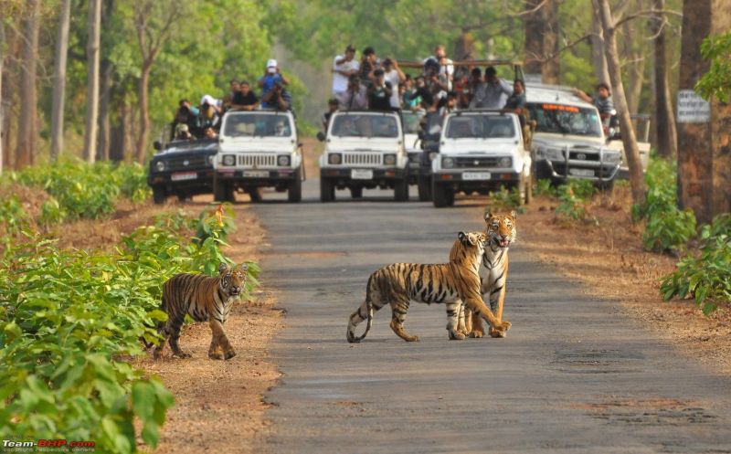 Tiger Reserves in Vidarbha Says 