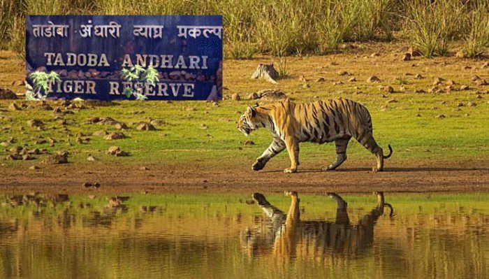 Maharashtra Authorities Initiate Relocation of Tigers from Tadoba-Andhari to Similipal Tiger Reserve
								