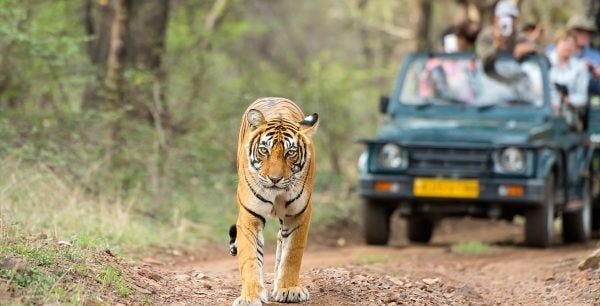 Rare Wildlife Is Welcomed at Gorewada Zoo in Exchange with Lucknow Zoo
								