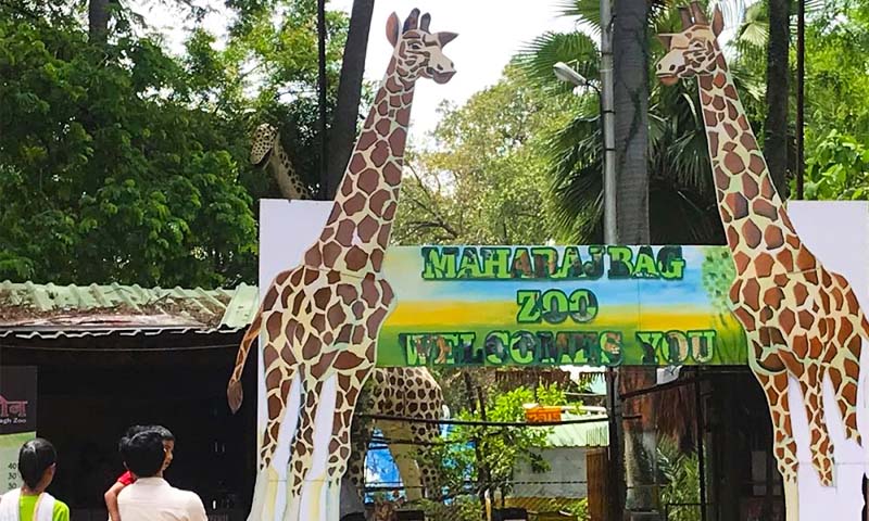 Lack of funds makes authorities helpless to run Maharajbag zoo