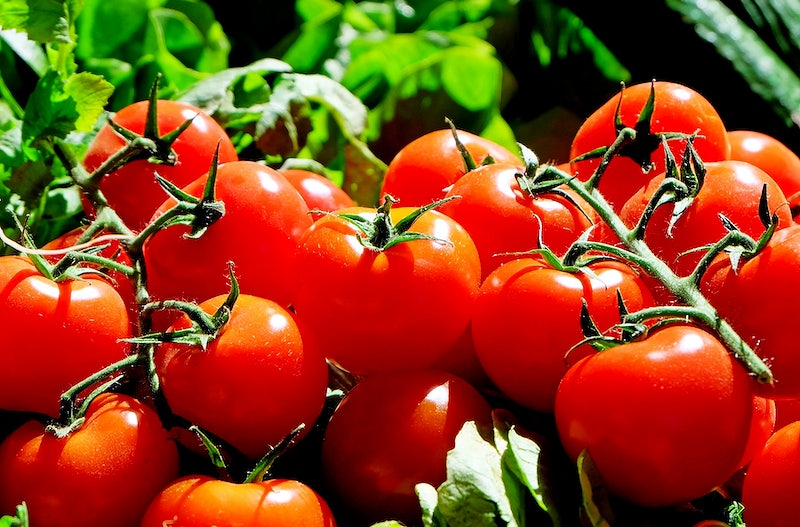 Central Government's Efforts to Stabilize Tomato Prices Bring Hope of Affordable Produce