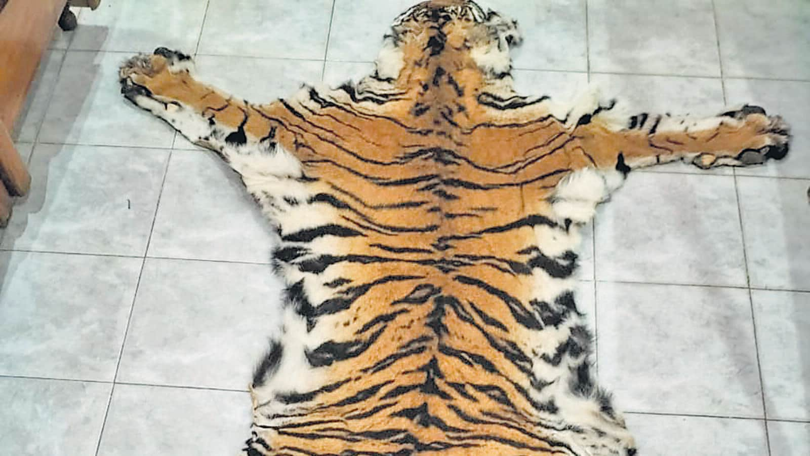 Two individuals were Arrested for poaching, and a tiger skin has been seized as evidence.