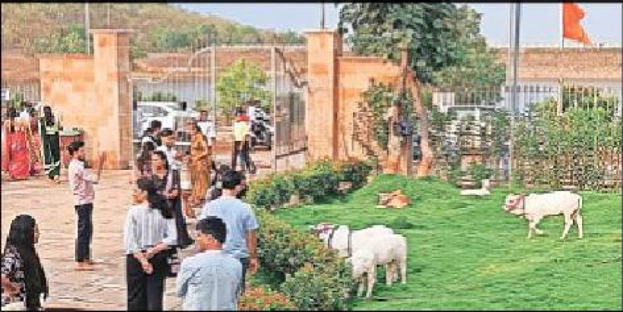 Pugnur Cows Arrive in Zilpi Mohgaon: A Blessing for Nagpur Locals!