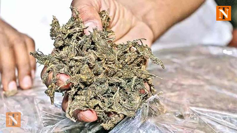 Pachpaoli Police Arrested Drug Smuggler with 388 Grams of Ganja