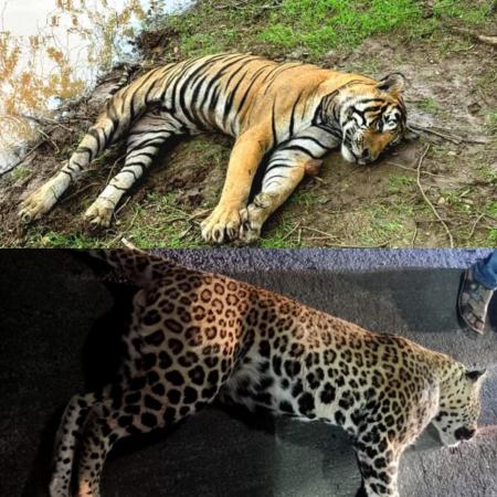 Two leopards were found dead in different incidents on Gondia