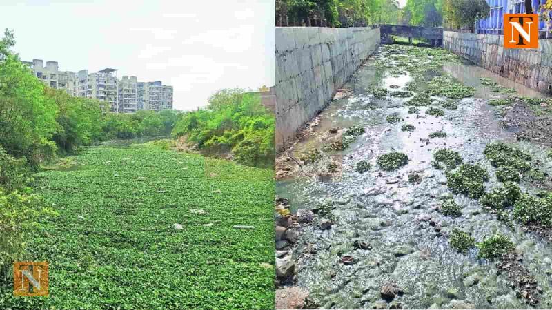 Eichhornia Weed Spreads from Ambazari Lake to Naag River