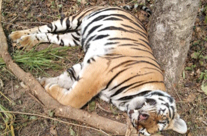 Tigress Tragically Dies in Pench Tiger Reserve: Suspected Poisoning