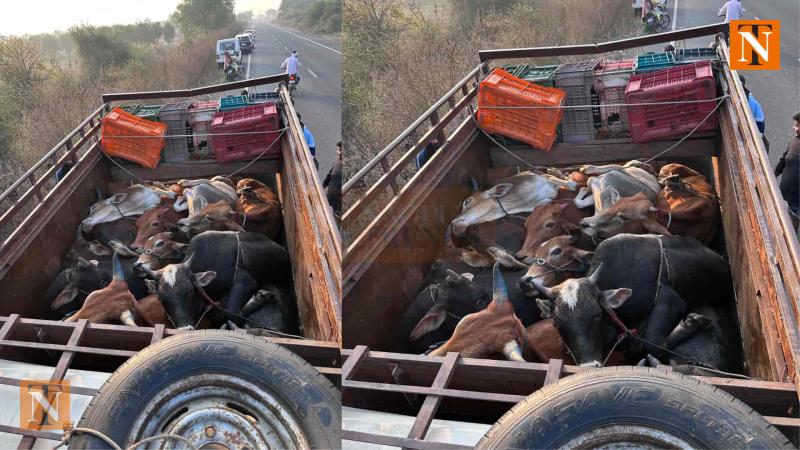 Pick-Up Van Carrying Smuggled Cows Crashes on Jamsaoli Road, One Cow Dies