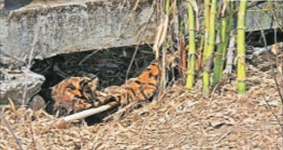 Tiger Found Dead in Nagpur Forest: Natural Cause Suspected
								