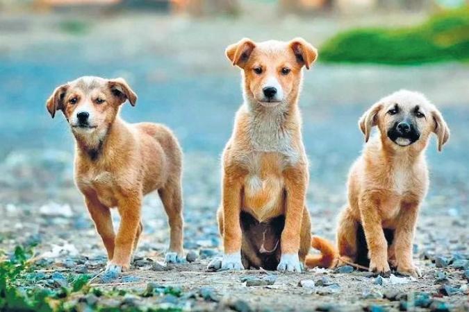 Nagpur High Court Examines NMC's Measures Against Stray Dogs