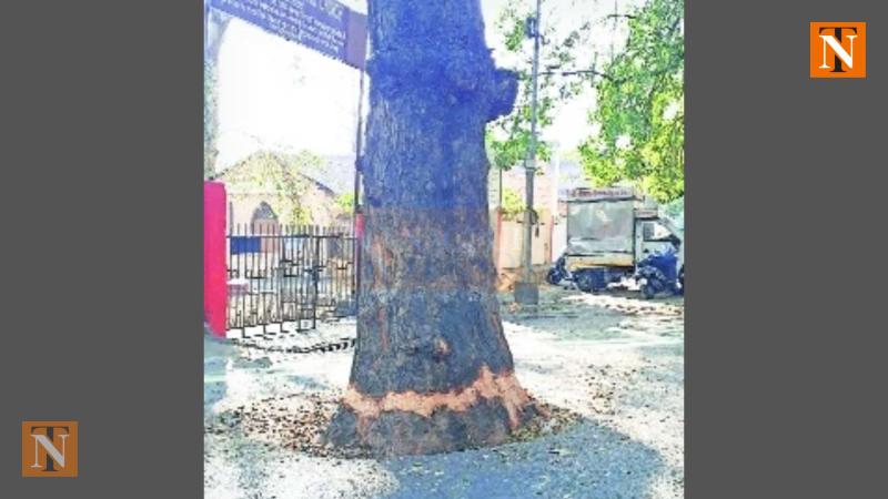 100-Old Heritage Tree Near Bishop Cotton School Choked in Alleged Killing Attempt