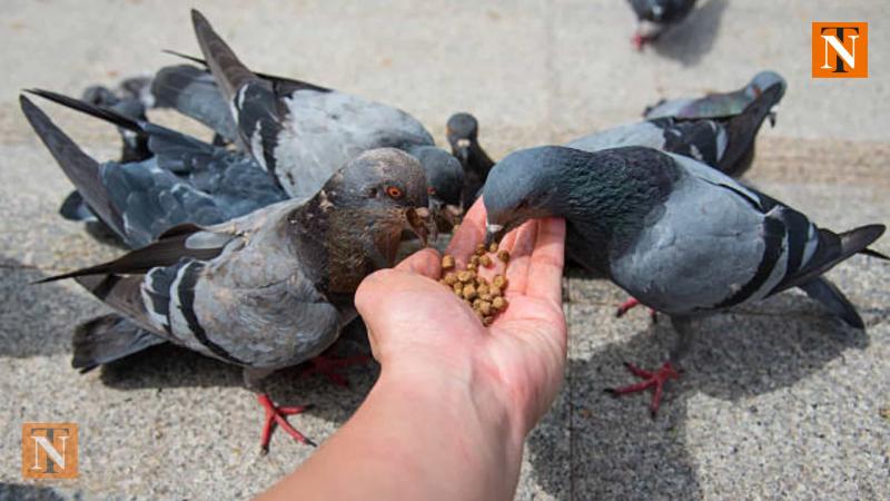 Overfeeding Pigeons: BNHS Warns of Health and Environmental Consequences