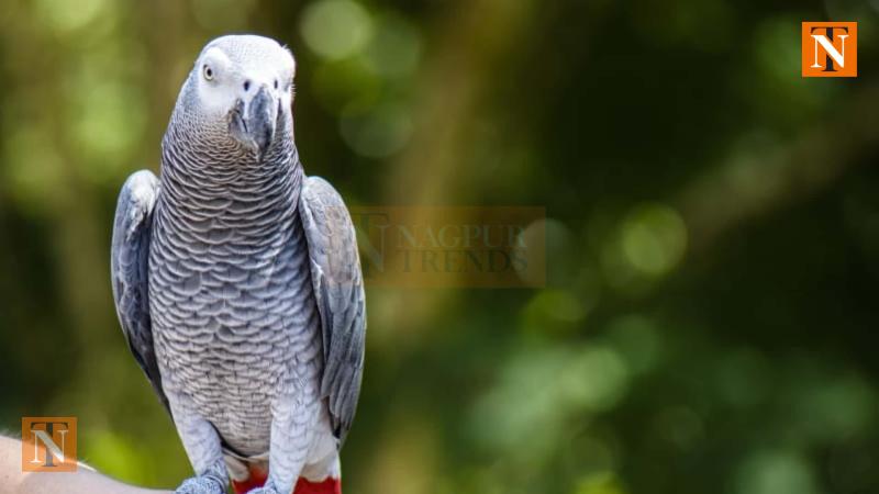 Gorewada Zoo to Get African Grey Parrots in Exchange for Two Tigers