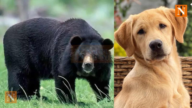 Gondia: Pet Dog Chases Away Sloth Bear, Saves Injured Owner