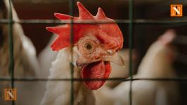 Bird Flu in Nagpur: One Tests Positive, But Virus Found to Be Milder
								