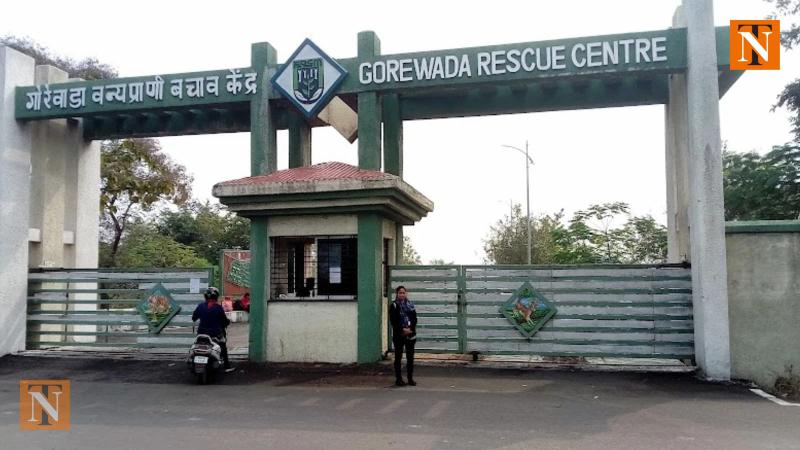 Gorewada Rescue Centre to Send 15 Tigers to Jamnagar