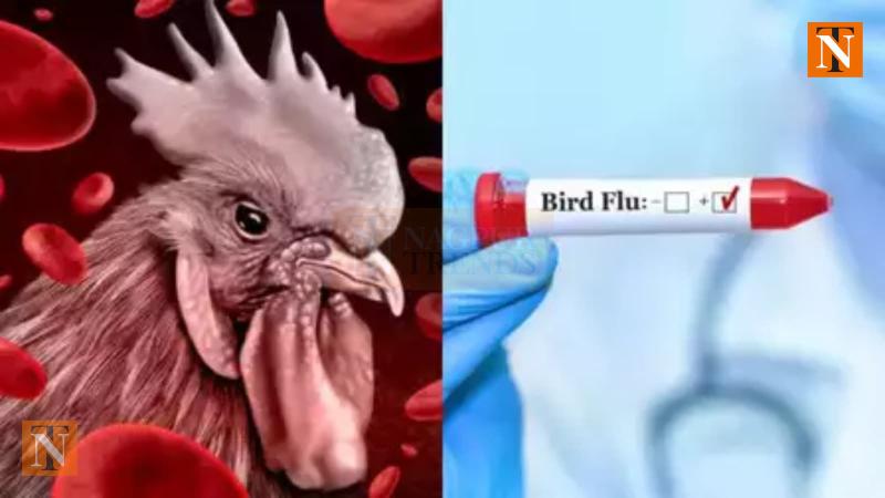 H5N1 Bird Flu Confirmed in Nagpur’s Bada Tajbagh, Poultry Ban Enforced for 21 Days