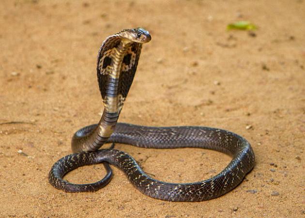 Amravati Reports 955 Snakebites in Five Months, Nine Dead