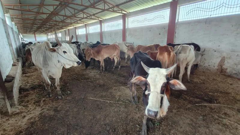 Nagpur Police Rescue Five Bovines, Seize Vehicle in Slaughterhouse Case