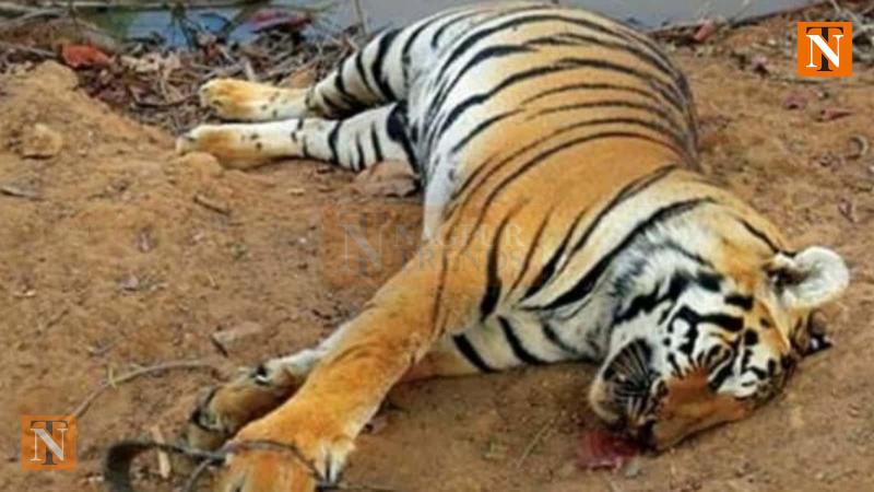 Maharashtra Reports 8 Tiger Deaths in a Month, Raising Concern