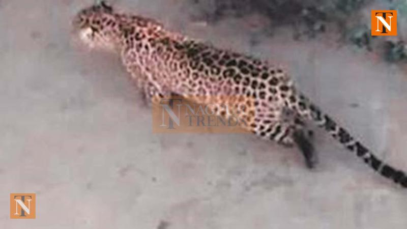 5-Year-Old Female Leopard Killed in Accident on Nagpur-Jabalpur Highway