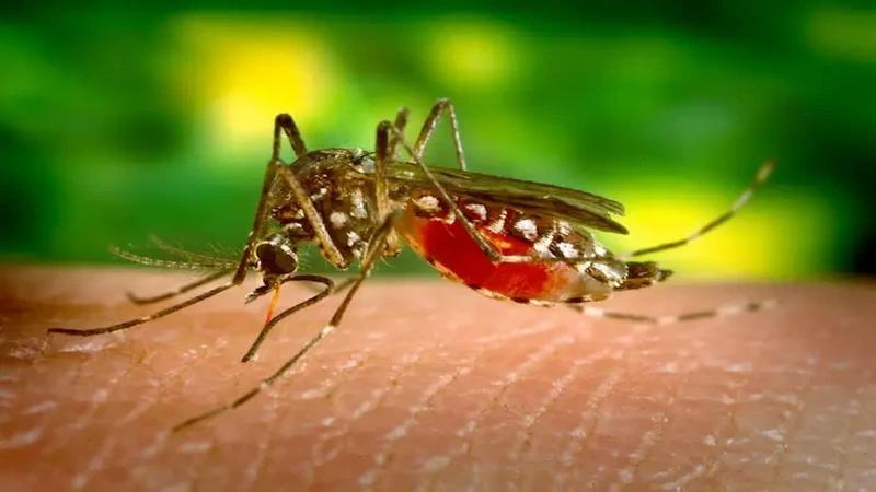 Nagpur Faces Health Crisis: Over 6,000 Cases of Dengue and Chikungunya Recorded