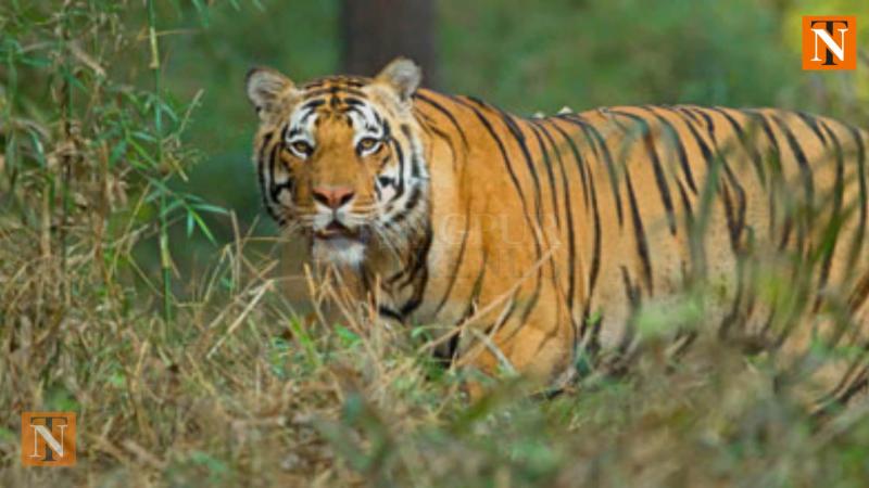 Pench Reserve Begins Tiger Census to Address Escalating Man-Animal Conflicts