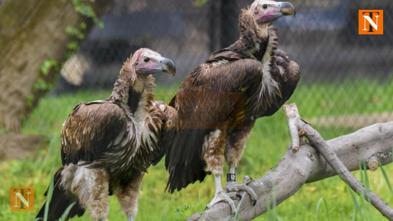 State Govt Plans to Introduce 35 More Vultures in Tiger Reserves