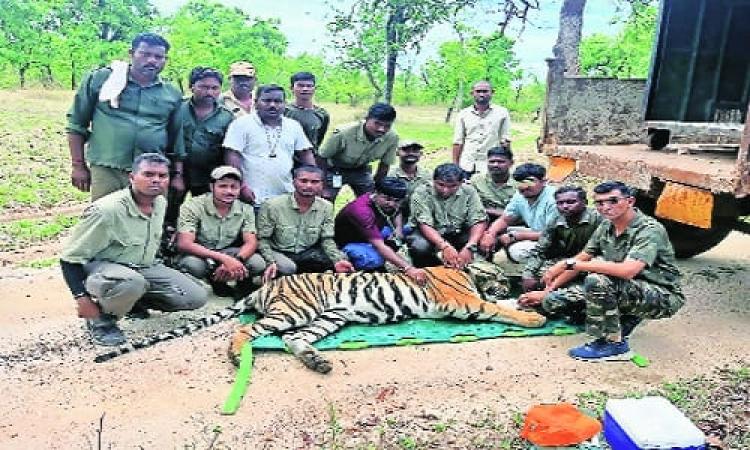 Captured Tiger from TATR in Limbo Due to Committee’s Inaction