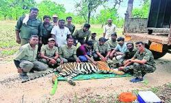 Captured Tiger from TATR in Limbo Due to Committee’s Inaction
								