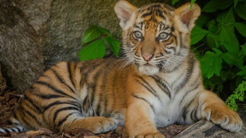 Forest Department Rescues Tiger Cub from Farm Well Near Navkhala, Chandrapur 