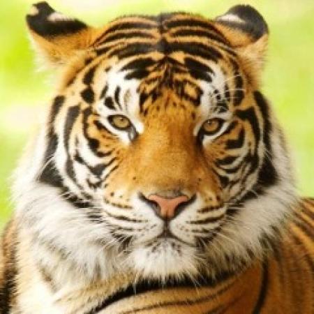 Maharashtra Authorities Initiate Relocation of Tigers from Tadoba-Andhari to Similipal Tiger Reserve