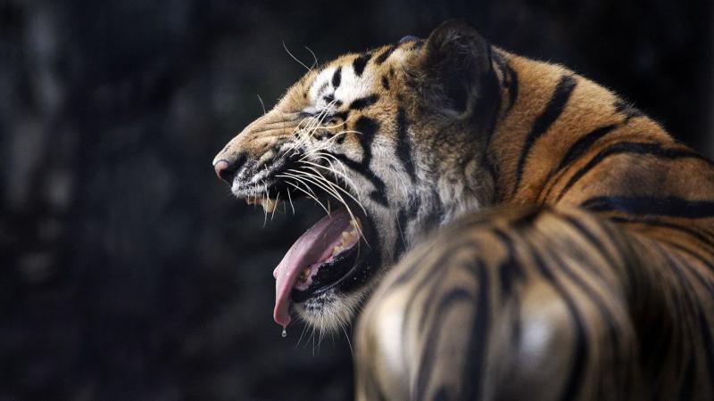 60-year-old man lost his life in a tiger attack