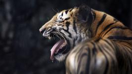 60-year-old man lost his life in a tiger attack
								