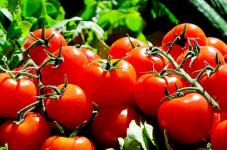 Central Government's Efforts to Stabilize Tomato Prices Bring Hope of Affordable Produce
								