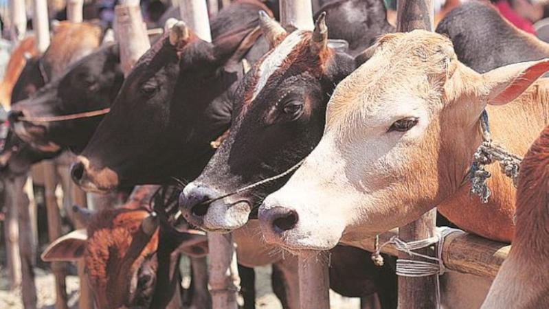 Two Arrested for Smuggling 8-Tonne Beef in Nagpur