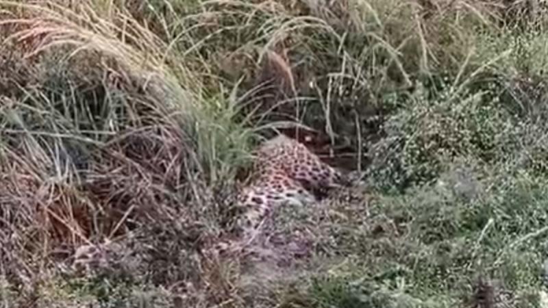 Leopard Dies After Car Collision on NH-44 Near Ramtek