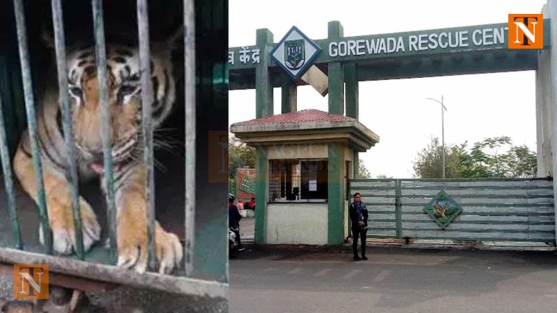 Three Tiger Cubs Rescued from Bhandara; One Dies, Two Cubs in Critical Condition