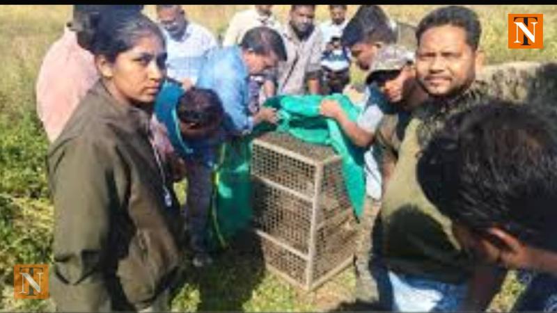 Leopard Cub Rescued from Water Tank in Parseoni, Search for Mother Continues