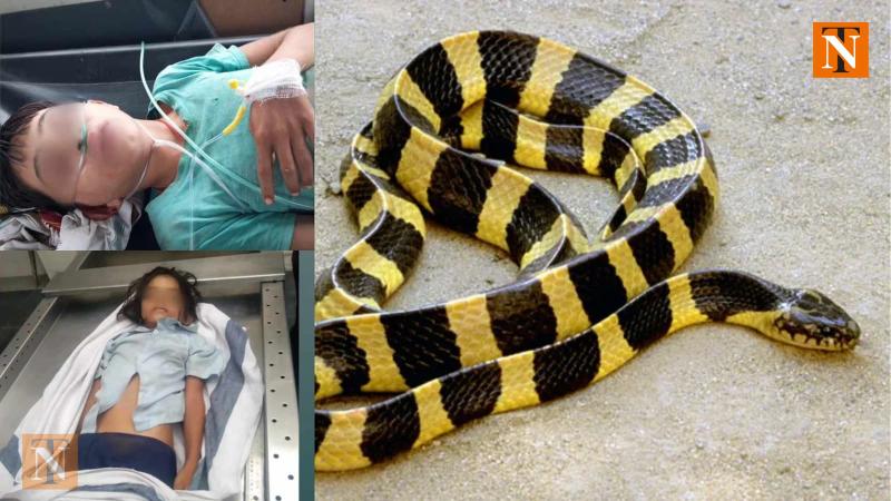 Common Krait Snake Bite Kills 5-Year-Old Girl, Brother Critical at Nagpur GMCH