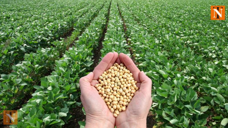 Maharashtra Farmers to Get Higher Prices for Soybean and Cotton Crops