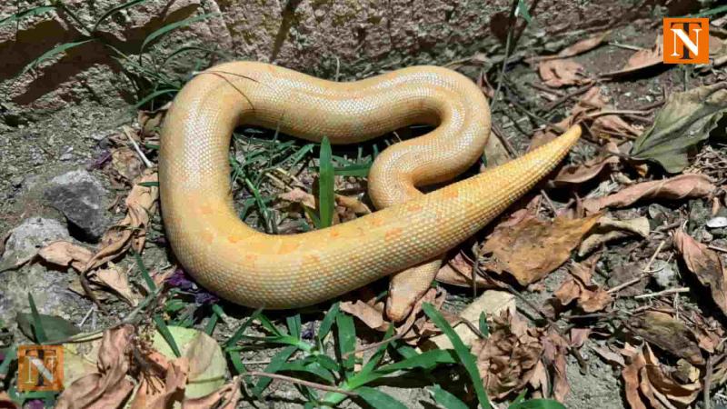 Rare White Snake Found in Wathoda, Safely Released into Forest