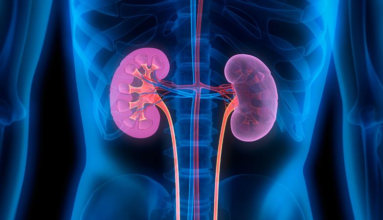 Know everything about Kidney fungus and precautions