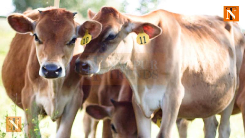 Nagpur Police Rescue 12 Cattle From Illegal Slaughter Operation, Two Arrested