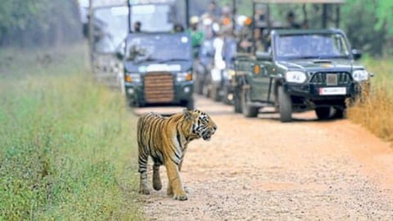 Tiger Reserves in Vidarbha Says 