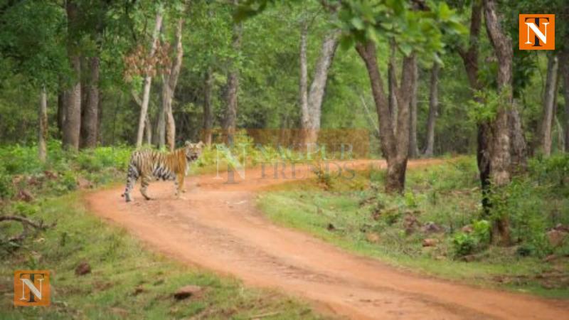 Vidarbha Forest Cover Grows by 128.4 Sq Km, But Key Districts See Major Losses