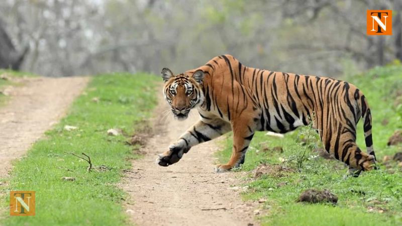 Tiger Attack Sparks Outrage in Ramtek; Forest Department on High Alert