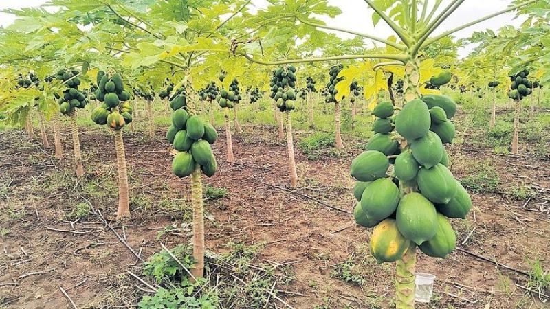 Karanja (Ghadge) Taluka: Heavy Rains Devastate Crops and Uproot Trees