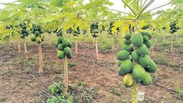 Karanja (Ghadge) Taluka: Heavy Rains Devastate Crops and Uproot Trees
								