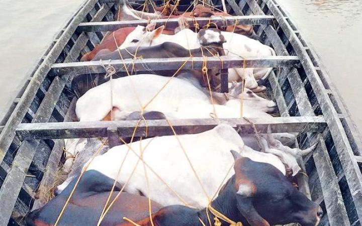 Conflict between two groups in Nagpur over cattle smuggling